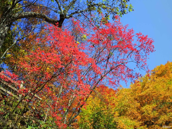 光霧山紅葉